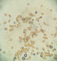 Bolbitius variicolor