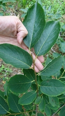 Diospyros japonica