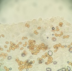 Bolbitius variicolor