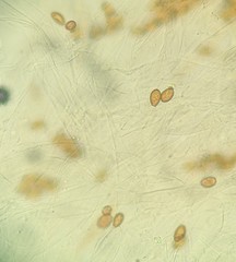 Bolbitius variicolor