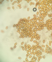 Bolbitius variicolor