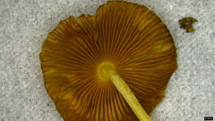 Bolbitius variicolor