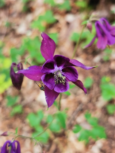 Dark columbine (Aquilegia atrata)