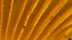 Bolbitius variicolor