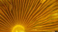 Bolbitius variicolor