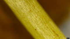 Bolbitius variicolor