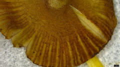 Bolbitius variicolor