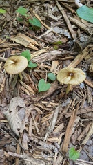 Bolbitius variicolor