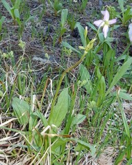 Primula jeffreyi