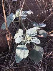 Chrozophora tinctoria