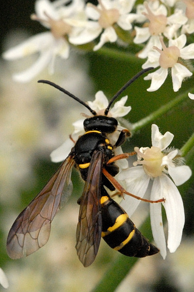 ワスプス wasps ビステ カンタベリー Two-girdled Digger Wasp (Argogorytes mystaceus) · iNaturalist
