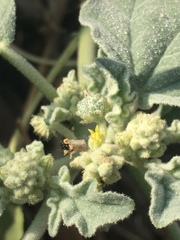 Chrozophora tinctoria