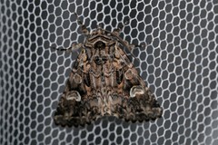 Pachetra sagittigera