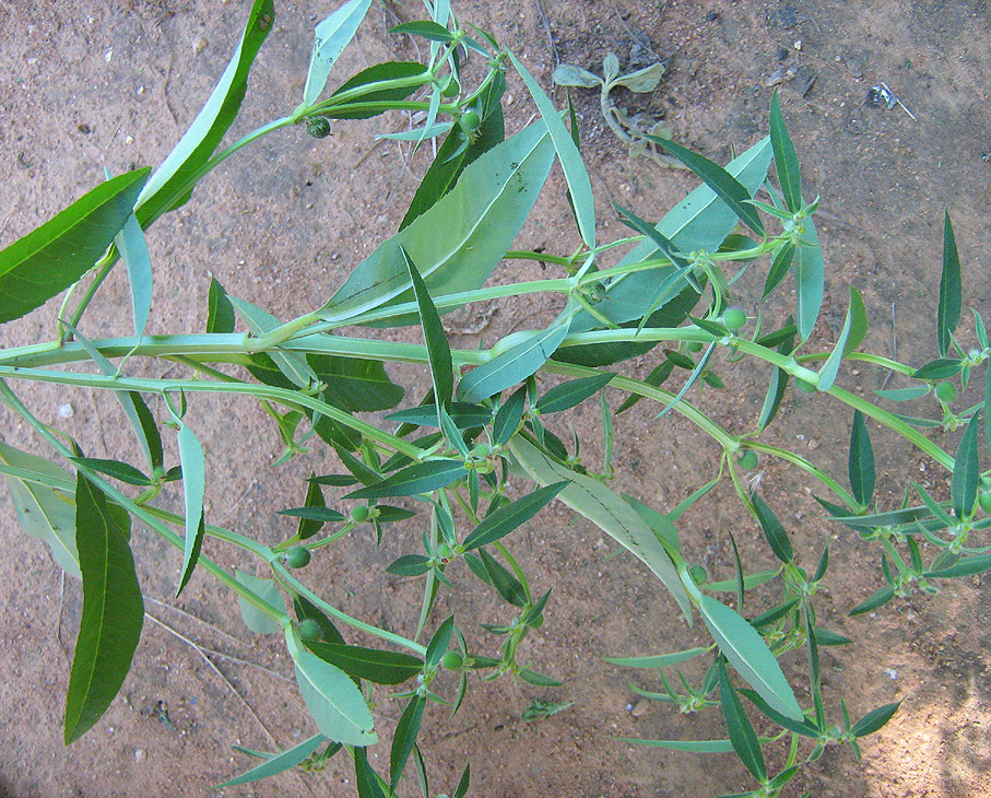 Euphorbia crotonoides ssp. crotonoides