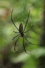 Nephila pilipes
