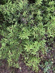 Podocarpus laetus