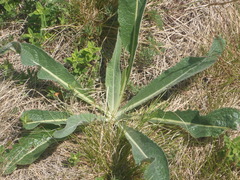 Hypochaeris maculata