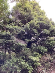 Podocarpus laetus