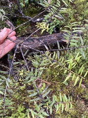 Podocarpus laetus