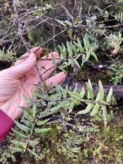 Podocarpus laetus