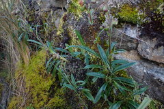 Senecio arachnolomus