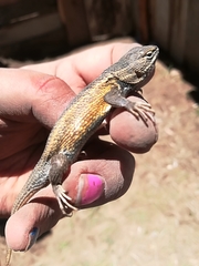 Sceloporus subniger