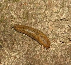 Geomalacus maculosus