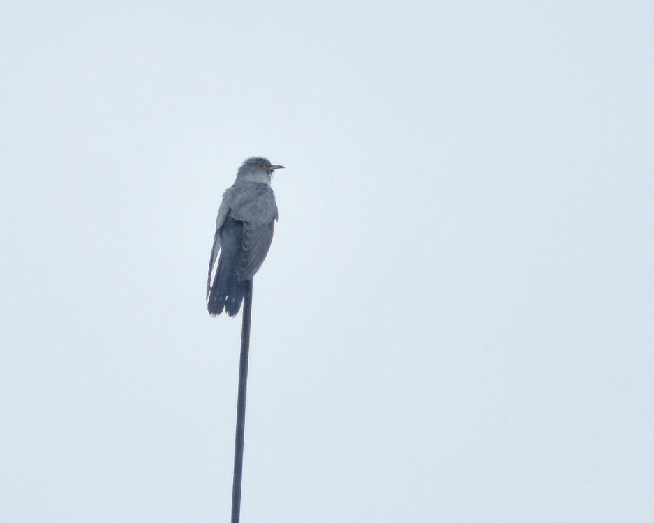 Common Cuckoo