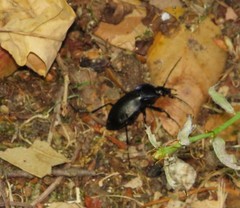 Carabus amplipennis