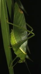 Paracaedicia serrata