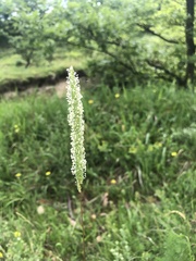 Phleum phleoides