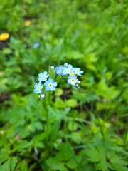 Myosotis sylvatica