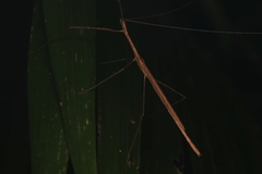Sipyloidea larryi