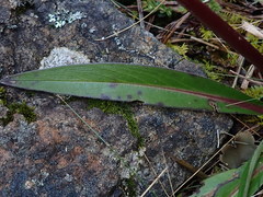 Valeriana weberbaueri