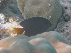 Ctenochaetus binotatus