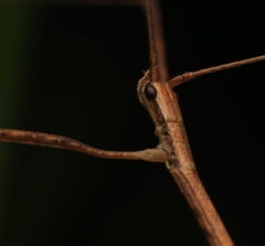 Sipyloidea larryi