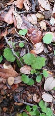 Lagenophora strangulata