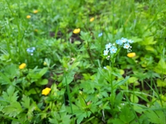 Myosotis sylvatica