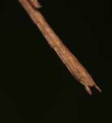 Sipyloidea larryi
