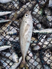 Trachurus trachurus