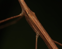 Sipyloidea larryi
