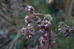 Valeriana weberbaueri