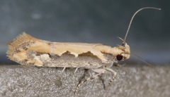 Ornativalva erubescens