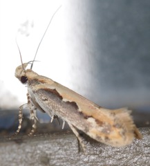 Ornativalva erubescens