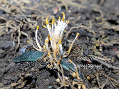 Polycephalomyces formosus