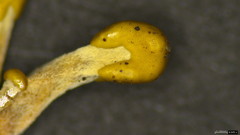 Polycephalomyces formosus