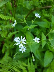 Stellaria nemorum