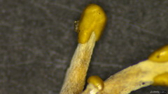 Polycephalomyces formosus