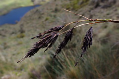Carex pichinchensis