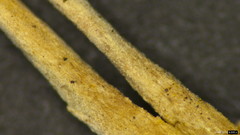 Polycephalomyces formosus